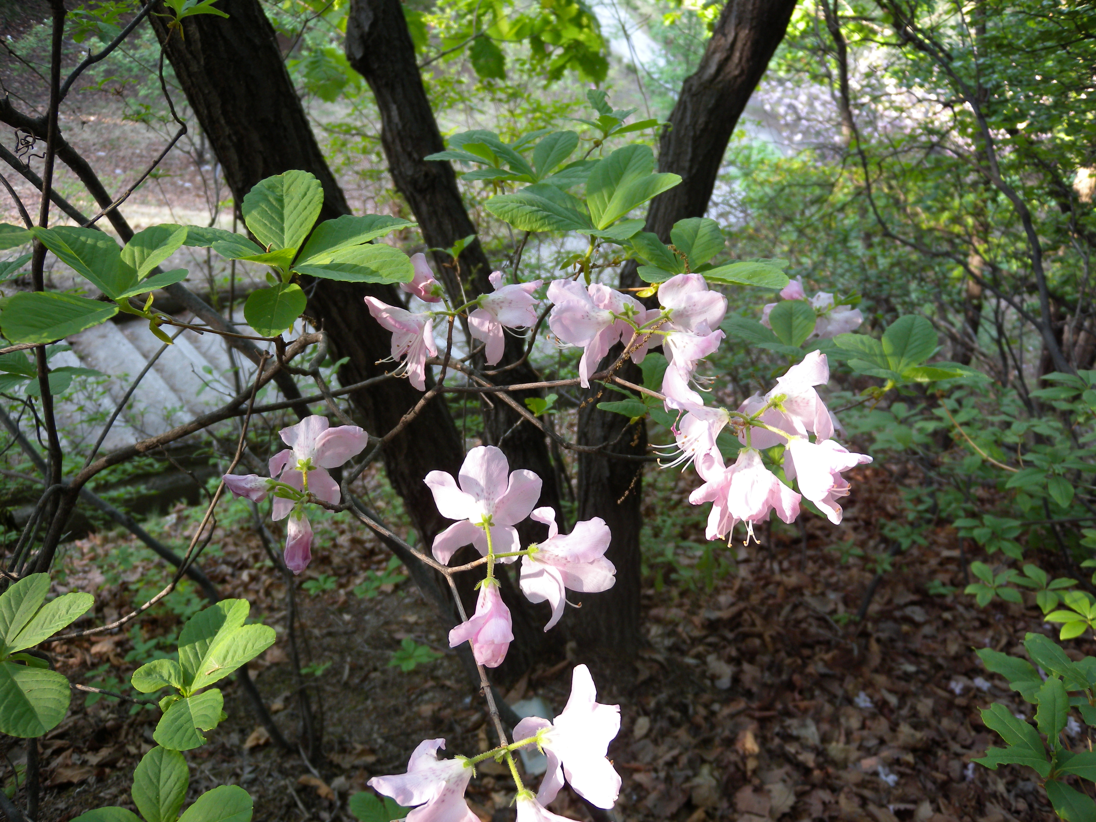 Rhododendron schlippenbachii [Maxim. ]