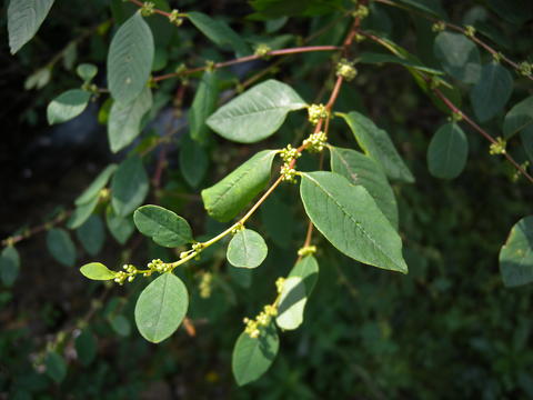 Flueggea suffruticosa.JPG | The Woody Plants of Korea (한국의 수목)