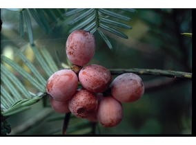 Cephalotaxus harringtoniana.jpg